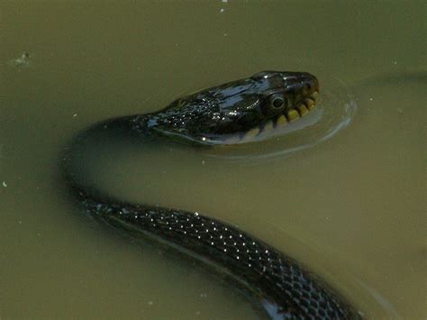 Yellow-bellied Water Snake – Skinny Dipping – DFW Urban Wildlife