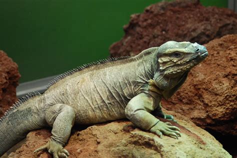 Filelizards Alive Fernbank Museum Atlanta Flickr Hyku 3