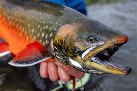 Arctic Char Fly Fishing Trips and Lodges | Yellow Dog Flyfishing
