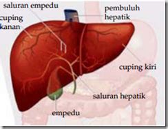 Fungsi Hati Bagi Tubuh Manusia - Garda Pengetahuan