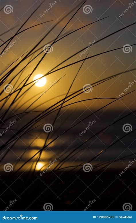 Beach Grass Silhouette At Sunset Stock Image Image Of Dawn