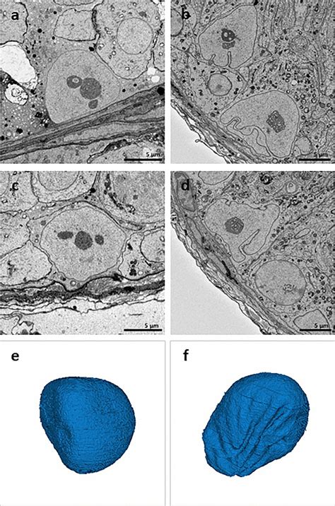 Sertoli Cell Nuclei Scn Of Wild Type Wt A C And Sccx Ko B D