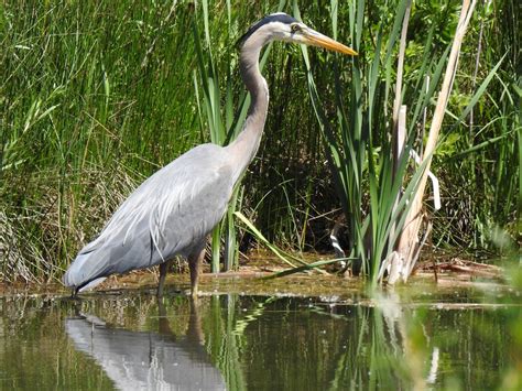 Great Blue Heron Bird Shore Free Photo On Pixabay Pixabay