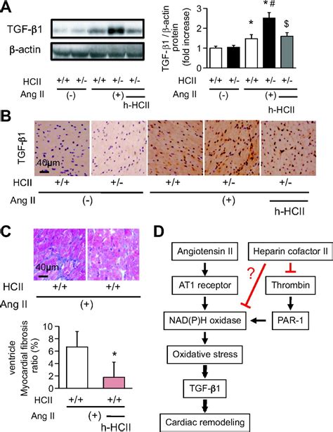 Heparin Cofactor II Protects Against Angiotensin II Induced Cardiac