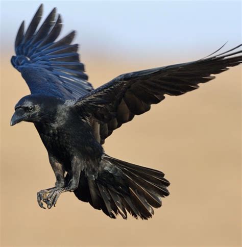 Munin (In Flight) | Crow flying, Crow pictures, Pet birds