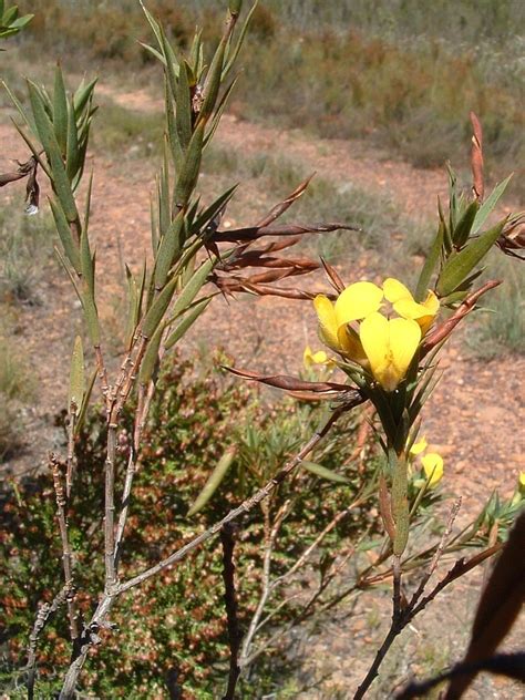 Common Spearleaf Capegorse From Greyton South Africa On March