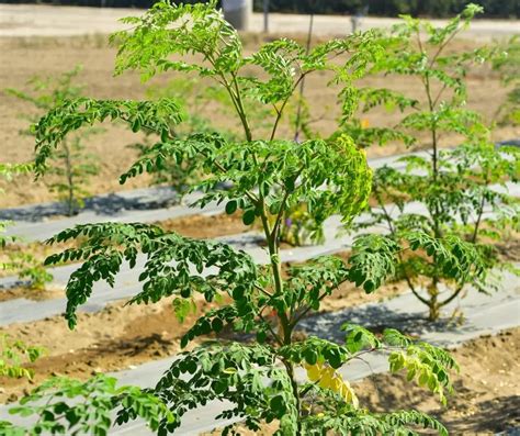 Where Can I Buy Moringa Tree Green Living Zone