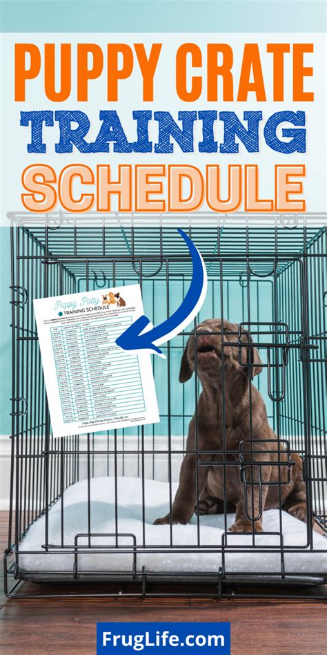 Puppy Crate Training Schedule Successfully Crate Train Your Pup