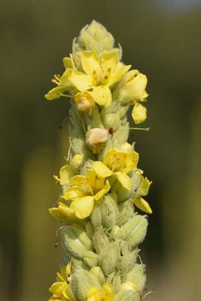 Great Mullein Verbascum Thapsus Growing Guides