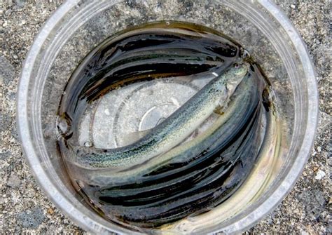 太刀魚釣り ヒゲメバルの釣りブログ