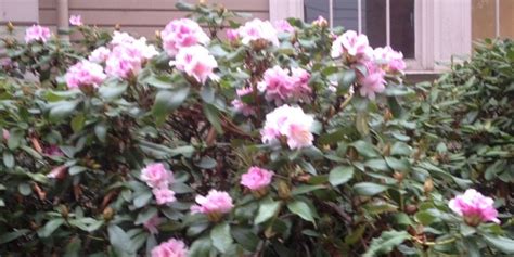 Rhododendron blooming in fall not unheard of