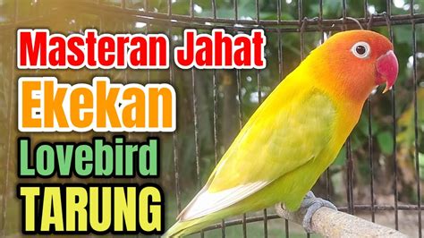 Masteran Lovebird Ngekek Panjang Egektif Memamcing Emosi Bunyi Semua