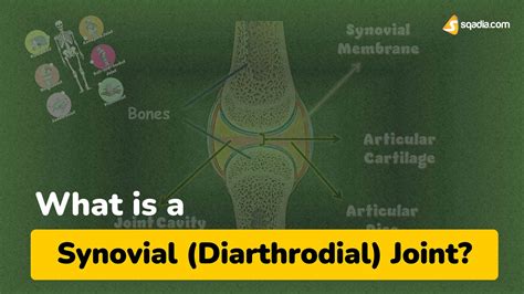 What Is A Synovial Diarthrodial Joint