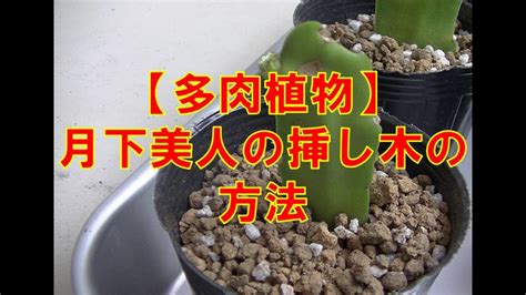 多肉植物 月下美人の挿し木の方法 Youtube