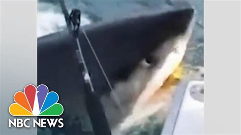 Watch Great White Shark Swims Up To Boat Gives Fishermen A Jaws