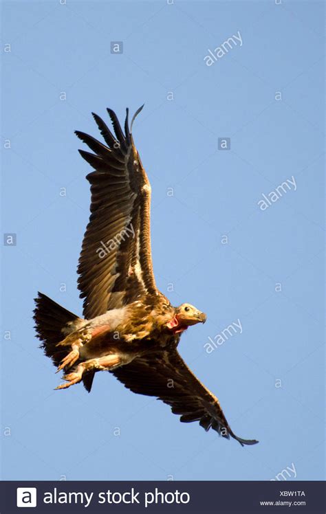 red headed vulture high resolution stock photography  images alamy