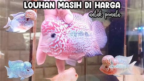 LOUHAN MASIH DI HARGA UNTUK PEMULAKIOS LOUHAN PASAR IKAN HIAS PARUNG