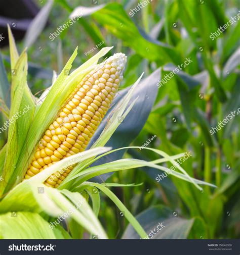 Closeup Corn On The Stalk In The Corn Field Stock Photo 150969950