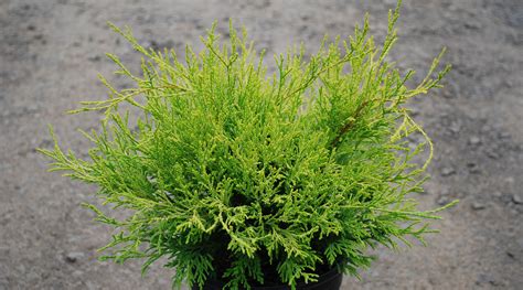 Buy Chamaecyparis Pisifera King S Gold Sawara False Cypress Conifer Kingdom