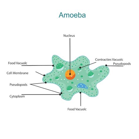 Premium Vector Illustration Of Diagram Of Amoeba