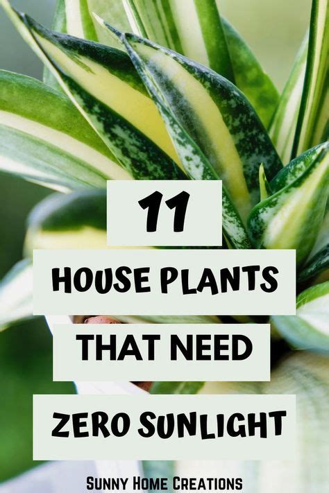 The 11 Best Indoor Plants That Need Zero Sunlight!