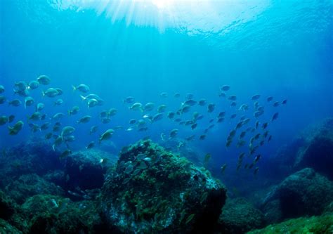 Ola de calor marina de récord en el Mediterráneo datos y consecuencias