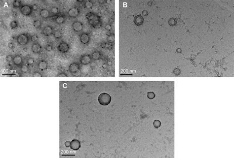 Transmission Electron Microscopy Images Of Free Plga NPs A PcP NPs