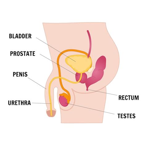 Premium Vector Medical Infographic Male Reproductive System