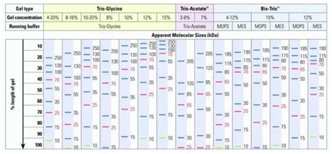 PageRuler™ Plus Prestained Protein Ladder, 10 to 250 kDa/预染蛋白Marker