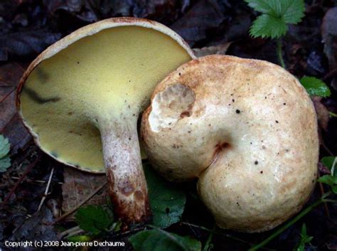 MycoDB : Fiche de Gyrodon lividus