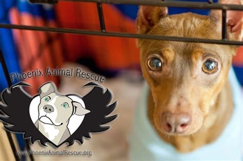 Phoenix Animal Rescue | Fundly