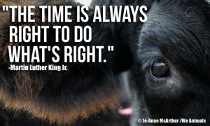 Animal Farm Dogs Quotes. QuotesGram