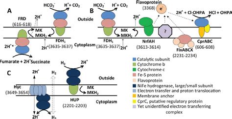 A And B Overview Of Enzyme Complexes Shown To Be Or Predicted To Be Download Scientific