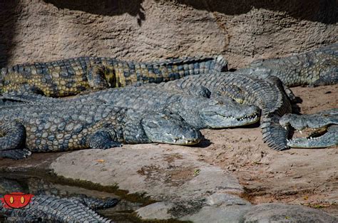 Wildlife Wednesday: Kilimanjaro Safaris - Blog Mickey