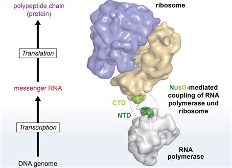 Antibiotics Bind To Rna Polymerase And