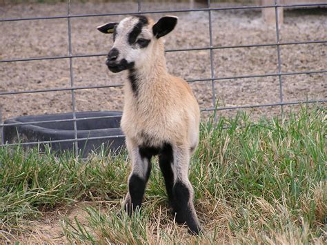 Breeds of Livestock - Barbados Blackbelly Sheep — Breeds of Livestock, Department of Animal Science