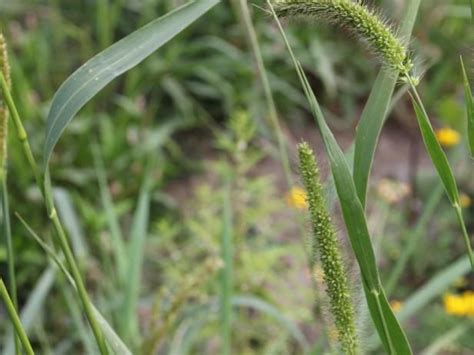 Types Of Foxtail Grass