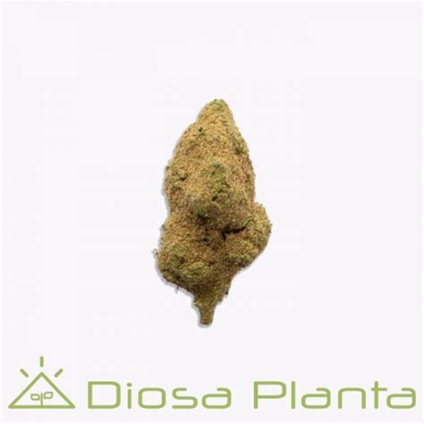 Moon Rock Gorilla Grillz Flor Cubierta De Resina 80 CBD