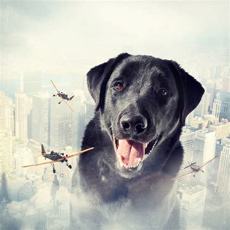 How Photographers Have Elevated Pet Photography Into an Art Form