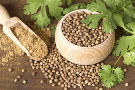 Beneficios Medicinales Que Obtienes De Las Semillas De Cilantro