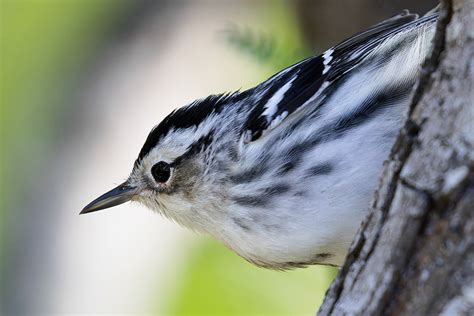 Black-and-white warbler on Behance