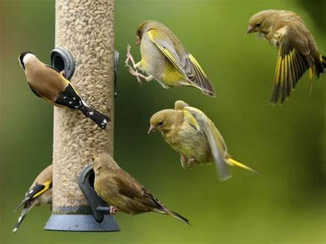 Comment Nourrir Les Oiseaux Au Printemps Que Planter Dans Le Jardin