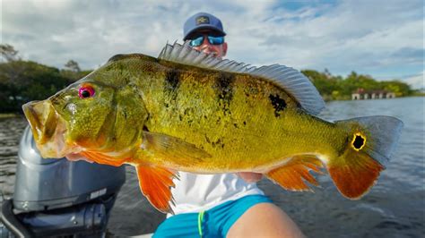 Big Invasive Peacock Bass Catch Clean Cook