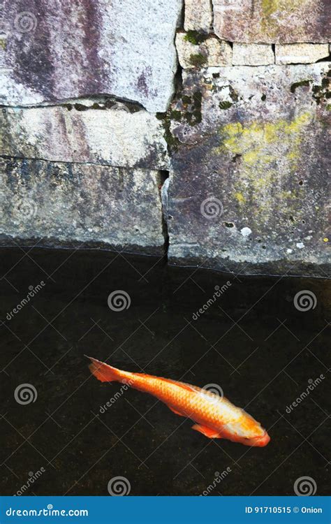 Únicos Peixes Japoneses Do Koi Imagem de Stock Imagem de lagoa