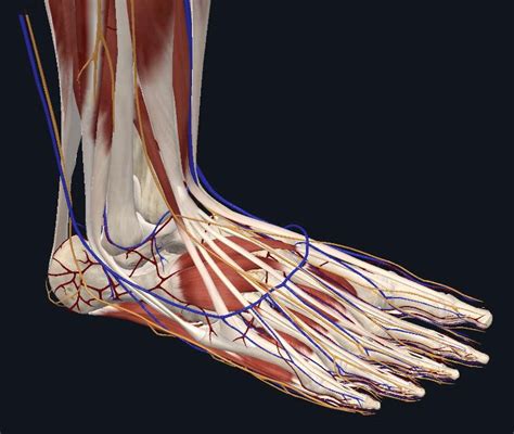 Anatomie Osseuse D Un Pied Normal Soigner Un Pied