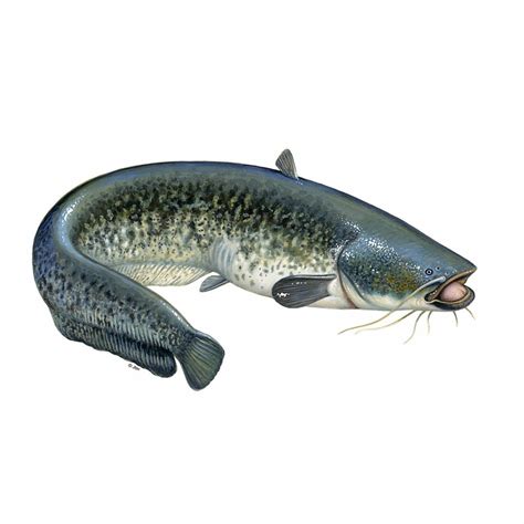 jinsi ya kupika kambale tanzania