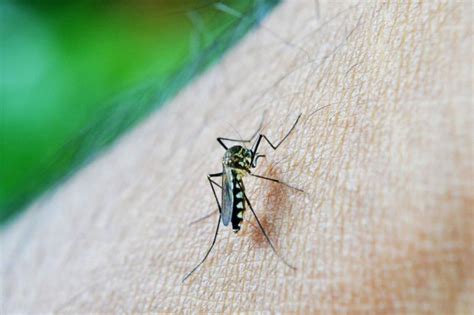 Cómo armar paso a paso una trampa casera para mosquitos | Nuevo Diario ...