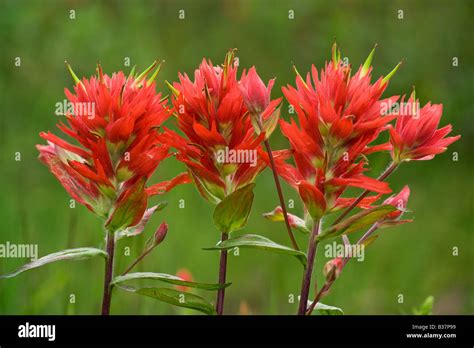 Coastal Indian Paintbrush Hi Res Stock Photography And Images Alamy