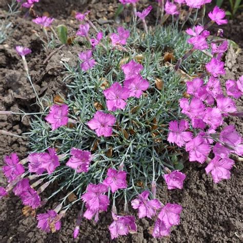 Pfingst Nelke La Bourboule Dianthus Gratianopolitanus La Bourboule