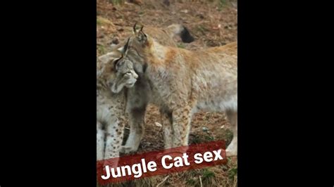 Jungle Big Cat Sex Youtube